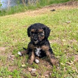 Falcon - Phantom male Goldendoodle puppy in Pittsburg, Texas from Grace Springs Goldendoodles