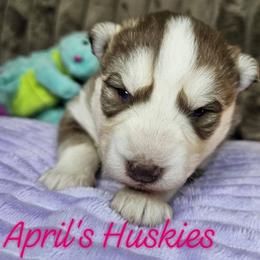 Girl 1 - Red and white female Siberian Husky puppy in Terre Haute, Indiana from April's Huskies