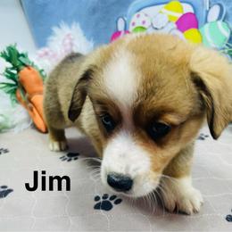 Jim - Sable male Pembroke Welsh Corgi puppy in Apison, Tennessee from Ashmore Corgis