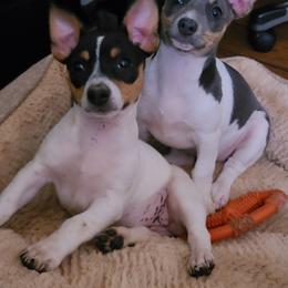 Teddy Roosevelt Terrier Puppies from Travelin' Man Terriers