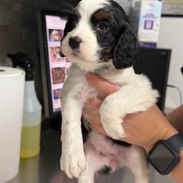 Miracle teal girl - Black and white female English Springer Spaniel puppy in Lufkin, Texas from Shifletknight Springer Spaniels