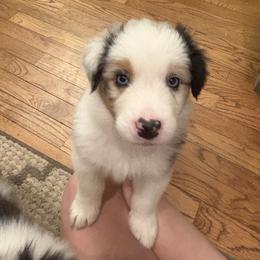 Banner - Blue merle male Australian Shepherd puppy in Louisville, Kentucky from Bluegrass Australian Shepherds