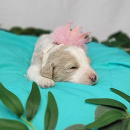 Goldendoodles from American Goldendoodles LLC