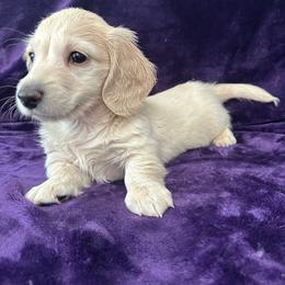 AKC Ziggy - Cream male Dachshund puppy in Memphis, Tennessee from River City Doxies