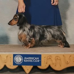 Princeton - Dachshund