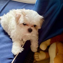 Boy 2 - White male Maltese puppy in North Port, Florida from Sandykov