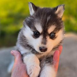 Hope - Black and white female Pomsky puppy in Coatesville, Pennsylvania from Peaceful Pomskys