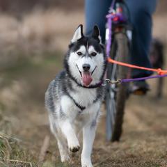 Siberian Huskies from Kuiper Siberians