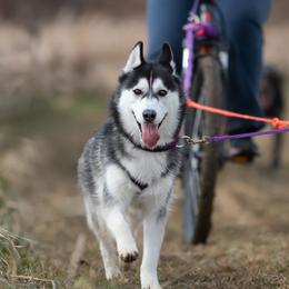 Siberian Huskies from Kuiper Siberians
