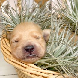 Golden Retriever Puppies from Ruff Life Goldens