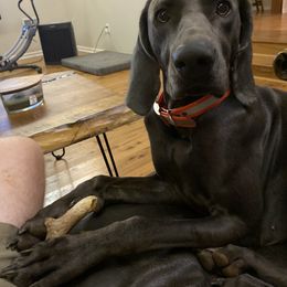 Weimaraner Puppies from Georgia Line Weimaraners