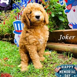 Joker - Red  male Goldendoodle puppy in Greer, South Carolina from South Paw Doodles