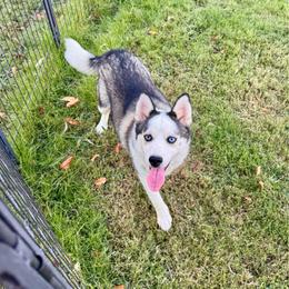 Danica 1700 - Gray and white female Pomsky puppy in Murfreesboro, Tennessee from Middle Tennessee Pomskies