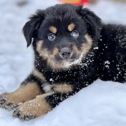Miniature Australian Shepherd Puppies from Quartz Creek Aussies