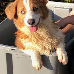 Pembroke Welsh Corgi Puppies from Miss Red's Corgi Farm