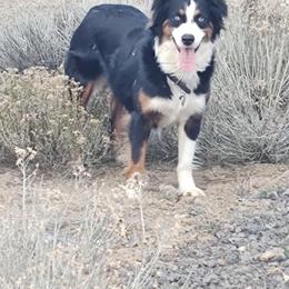 Gilgimore - Miniature Australian Shepherd