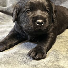 Black Male - Black male Labrador Retriever puppy in Beaverdam, Virginia from Gold Heart Labradors