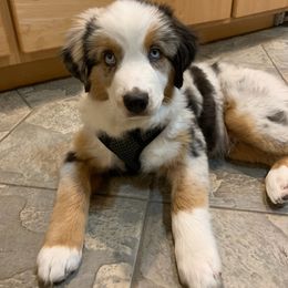 Miniature Australian Shepherd Puppies from Boulder Mini Aussies