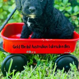 Australian Labradoodle Puppies from Gold Medal Australian Labradoodles