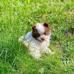 Eclair - Chocolate female Pomsky puppy in Sanbornton, New Hampshire from Kristie’s Husky Haven