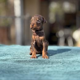 Brown girl - Brown collar - Red and rust female Doberman Pinscher puppy in Old Bridge, New Jersey from Wizard Ost Revolution kennel