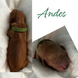 Golden Retriever Puppies from Rosie’s Goldies