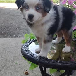 Becky - Blue merle female Miniature American Shepherd puppy in Atwood, Illinois from Buck-Run Puppies
