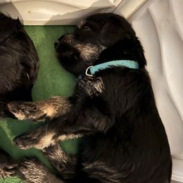 Sophie-Light blue collar - Pepper and salt female Giant Schnauzer puppy in Atoka, Oklahoma from Hannah's Haus & Farm