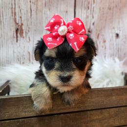 Lili - Black & tan tri-color female Morkie puppy in Monticello, Iowa from Ashley’s Puppies