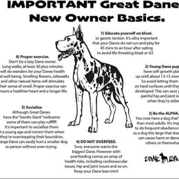 Great Dane Puppies from BkB’s House of Danes