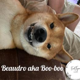 Boo-boo - Shiba Inu