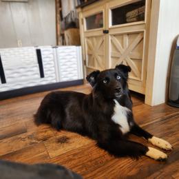 Blue Smoke Risin' at Heartfelt Hollow - Australian Shepherd
