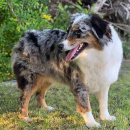 Australian Shepherds from Kern Aussies