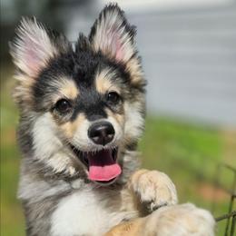 Nutmeg (White Collar) - Black female Pomsky puppy in Kennewick, Washington from Nebula Ranch Pomskies