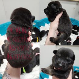 Boy 3 - Black and tan German Shepherd puppy in Georgia from The Creative Rhone Kennel