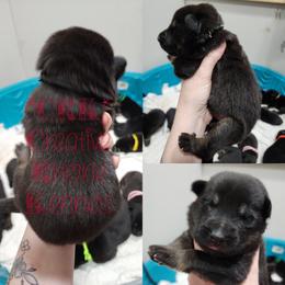 Boy 3 - Black and tan German Shepherd puppy in Georgia from The Creative Rhone Kennel