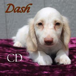 Dash- AKC - Red male Dachshund puppy in Huntington, Texas from Camacho_Dachshunds