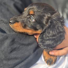 Comet - Black and tan male Dachshund puppy in San Antonio, Texas from Little Paws Doxies