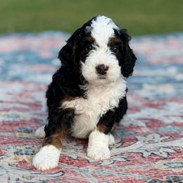 Blue Boy - Tri-color male Bernedoodle puppy in Fort Gibson, Oklahoma from Waggle Doodles