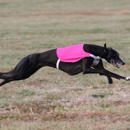 Carli - Greyhound