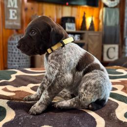 Bonnie - Liver and white female German Shorthaired Pointer puppy in Georgia from CMC Farms