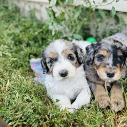 Bernedoodle Puppies from Salty Point Doodles