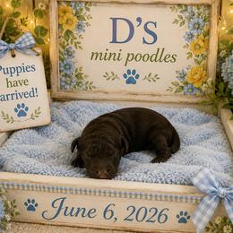 Boy 4 - Brown male Poodle puppy in Pawtucket, Rhode Island from Ds_minidoodles