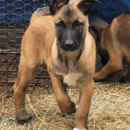 "Tonka" Belgian Malinois Puppies from Heavenly Firefly Belgian Malinois