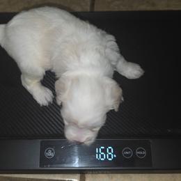 Girl 1 - Wheaten female Miniature Schnauzer puppy in Bloomington, California from Michael's Minis