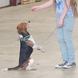 Stroker - Beagle