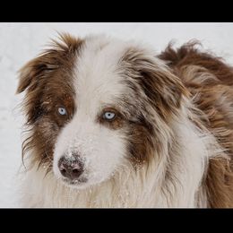 Dooley - Australian Shepherd