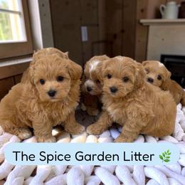 Maltipoo puppies from GlamPaw Maltipoos