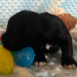 Raven -Male 1 - Black male Miniature Schnauzer puppy in Granville, Ohio from Shull Mini Schnauzers