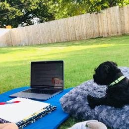 Miniature Schnauzer Puppies from Circle R Ranch
